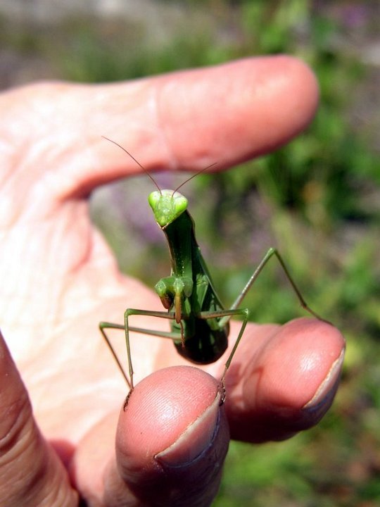 Mante religieuse   Mantis religiosa 